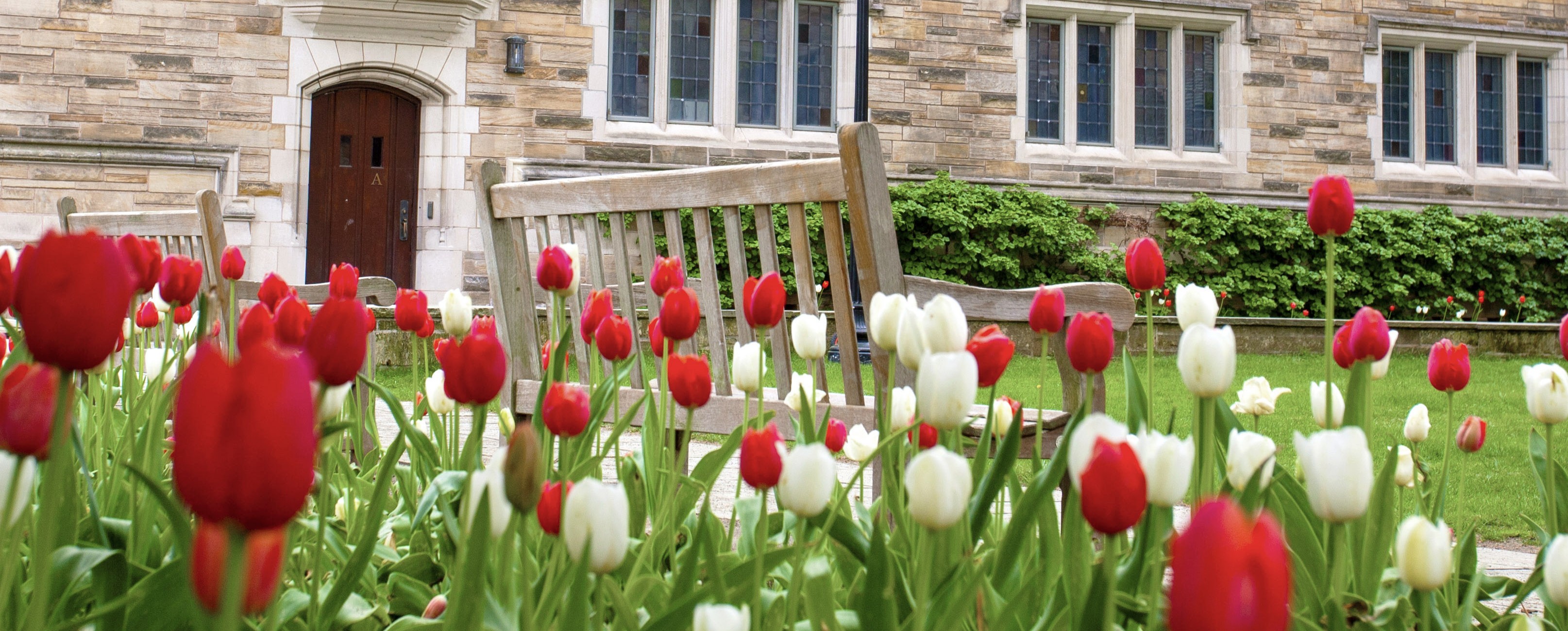 tulips in Berkeley College courtyard
