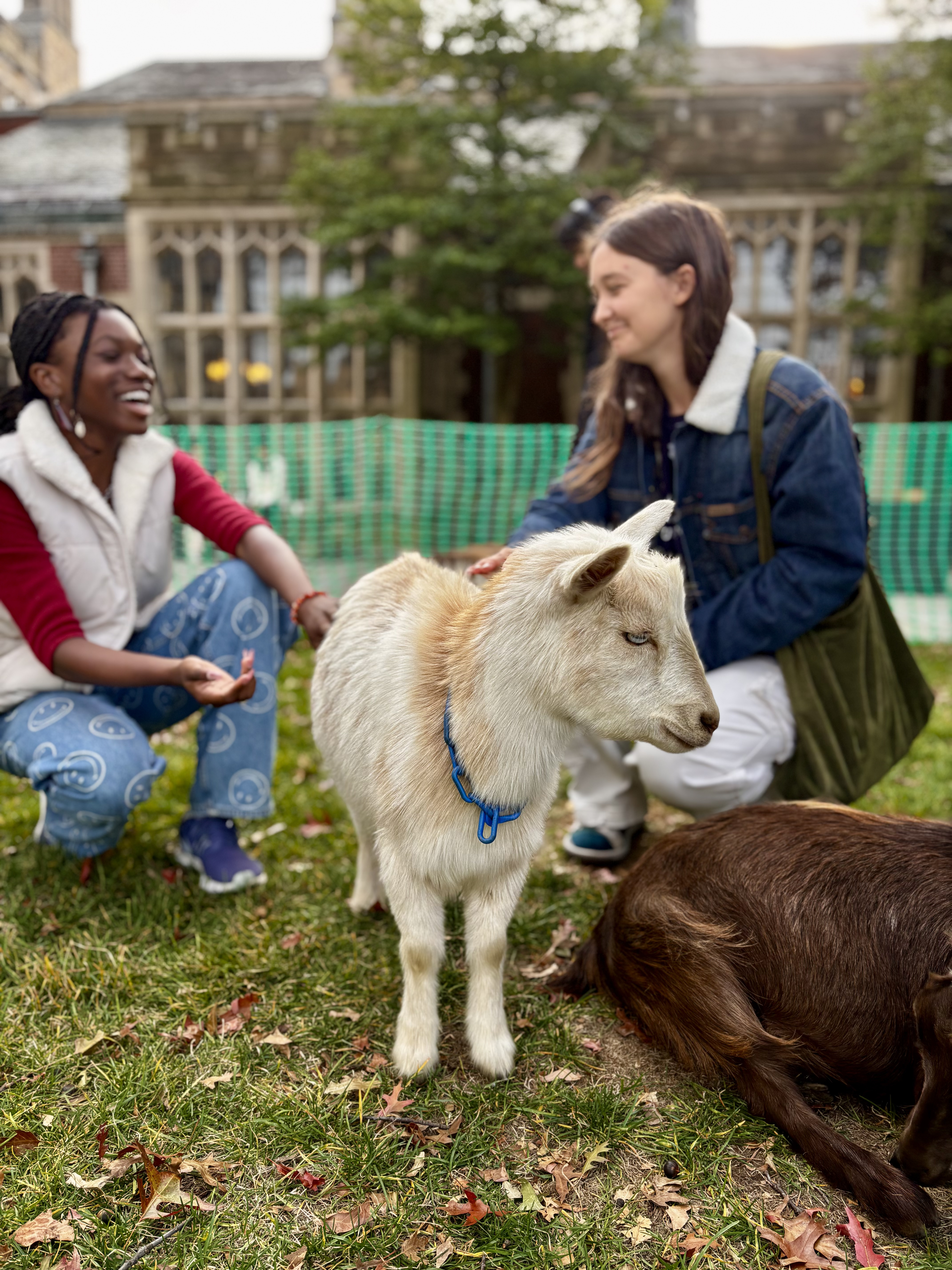 students enjoying a wellness events with goat therapy