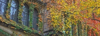 Ivy